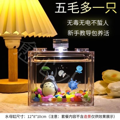 水母缸观赏活物赤月海月巴布亚宠物桌面客厅礼物网红懒人迷你专用