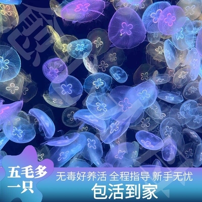 水母活物宠物赤月海月倒立巴布亚大西洋煎蛋桌面儿童宿舍网红观赏
