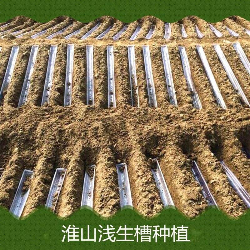 种山药模具淮山槽种植浅生槽山药槽塑料定向槽U型槽淮山管槽加厚