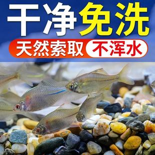 免洗底砂溪流石鱼缸专用原生水族鱼缸多肉铺面石子鹅卵石河沙