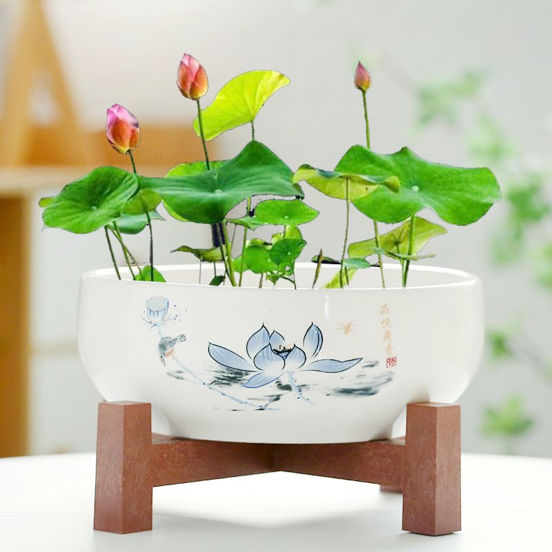 【碗莲盆】水莲花盆水培水仙大口径陶瓷家用铜钱草一叶莲养鱼池专