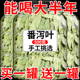 番泻叶官方旗舰店茶包正品 天然泻叶排宿便拉屎茶潘泻叶番茄叶泄