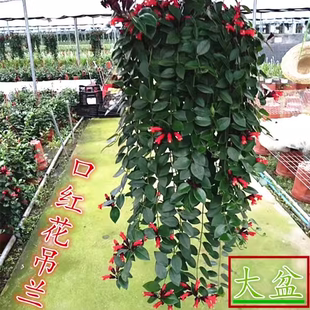 口红花吊兰植物室内常春藤绿萝盆栽金鱼口红金心吊兰绿植净化空气