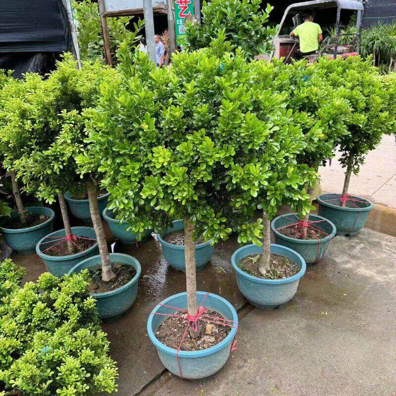 香水米兰花盆栽带花棒棒糖树苗室内阳台庭院驱蚊植物浓香花卉绿植图片
