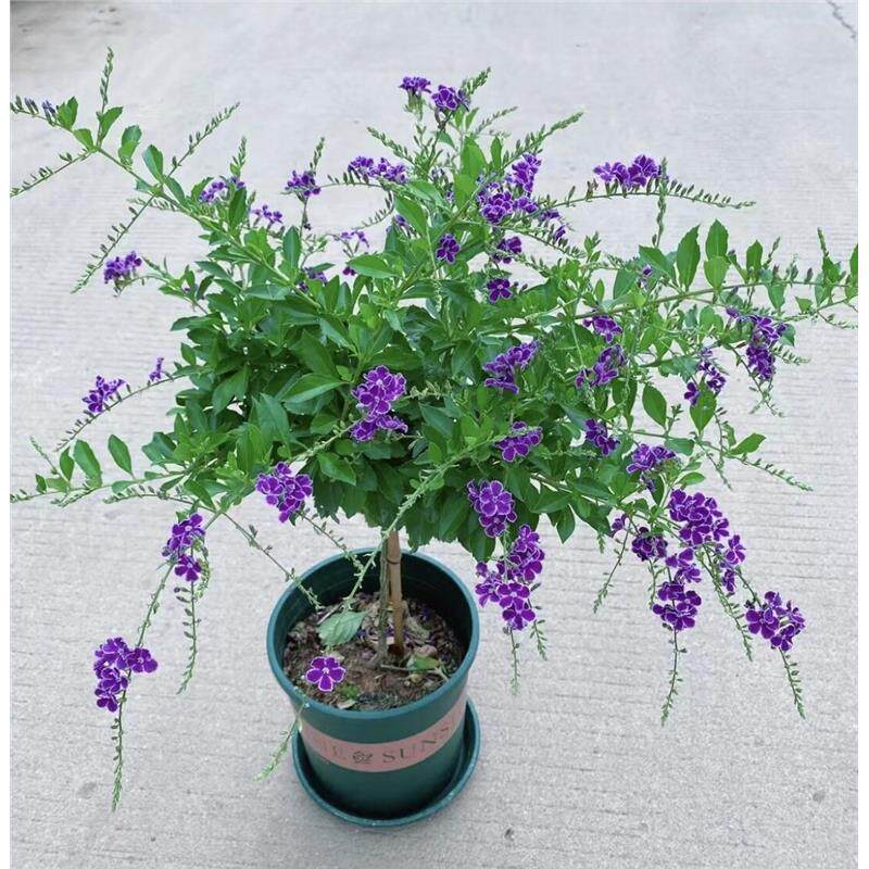 蕾丝金露花紫金露棒棒糖阳台盆栽