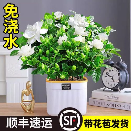 栀子花盆栽四季开浓香型花卉植物