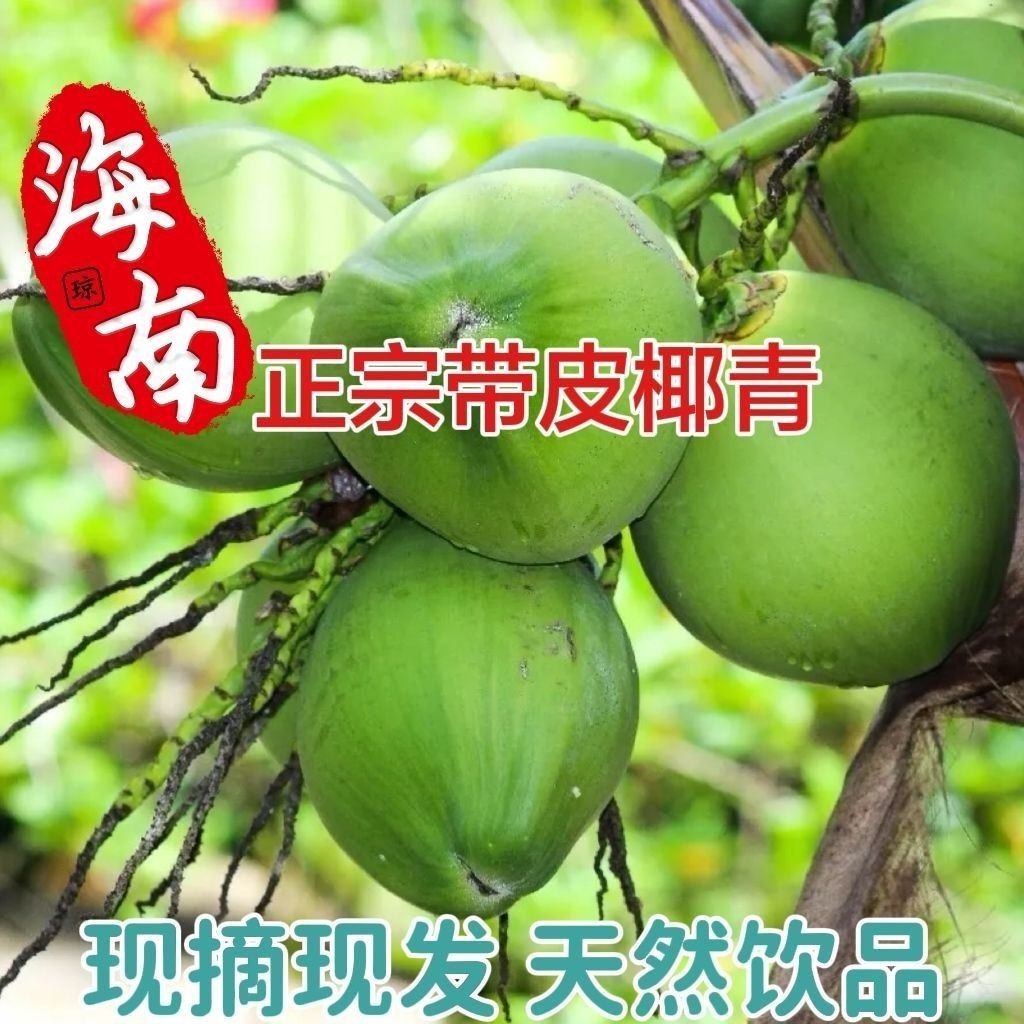 海南带皮椰青新鲜椰子青皮低糖当椰青