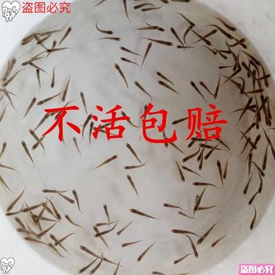 喂龟活小鱼喂乌龟的小饲料活鱼苗鱼仔活鱼活食角蛙六角恐龙鱼吃的