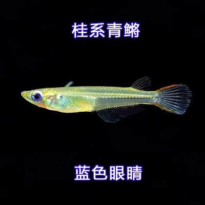 桂系观背青鳉鱼小型鱼群游冷水鱼蓝眼弓背青鳉除油膜观赏鱼原生鱼