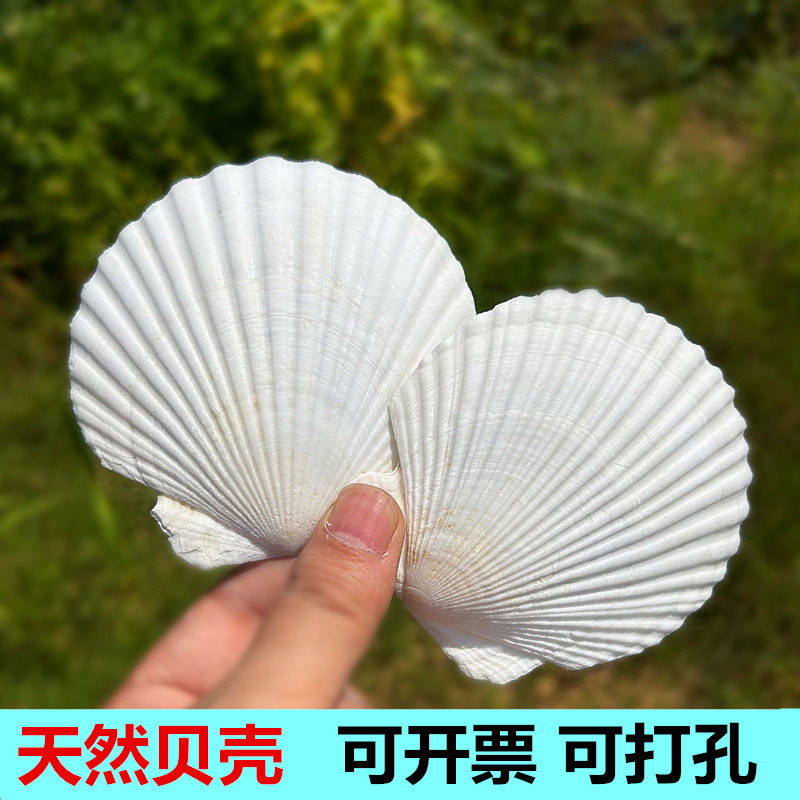 天然大白色扇贝壳diy贝壳书画画贝壳海螺婚庆拍摄道具海螺贝壳贴