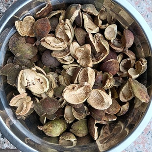 赣南野生茶籽壳茶子壳油茶籽壳山茶籽壳外壳油茶果整个晒乾泡水喝