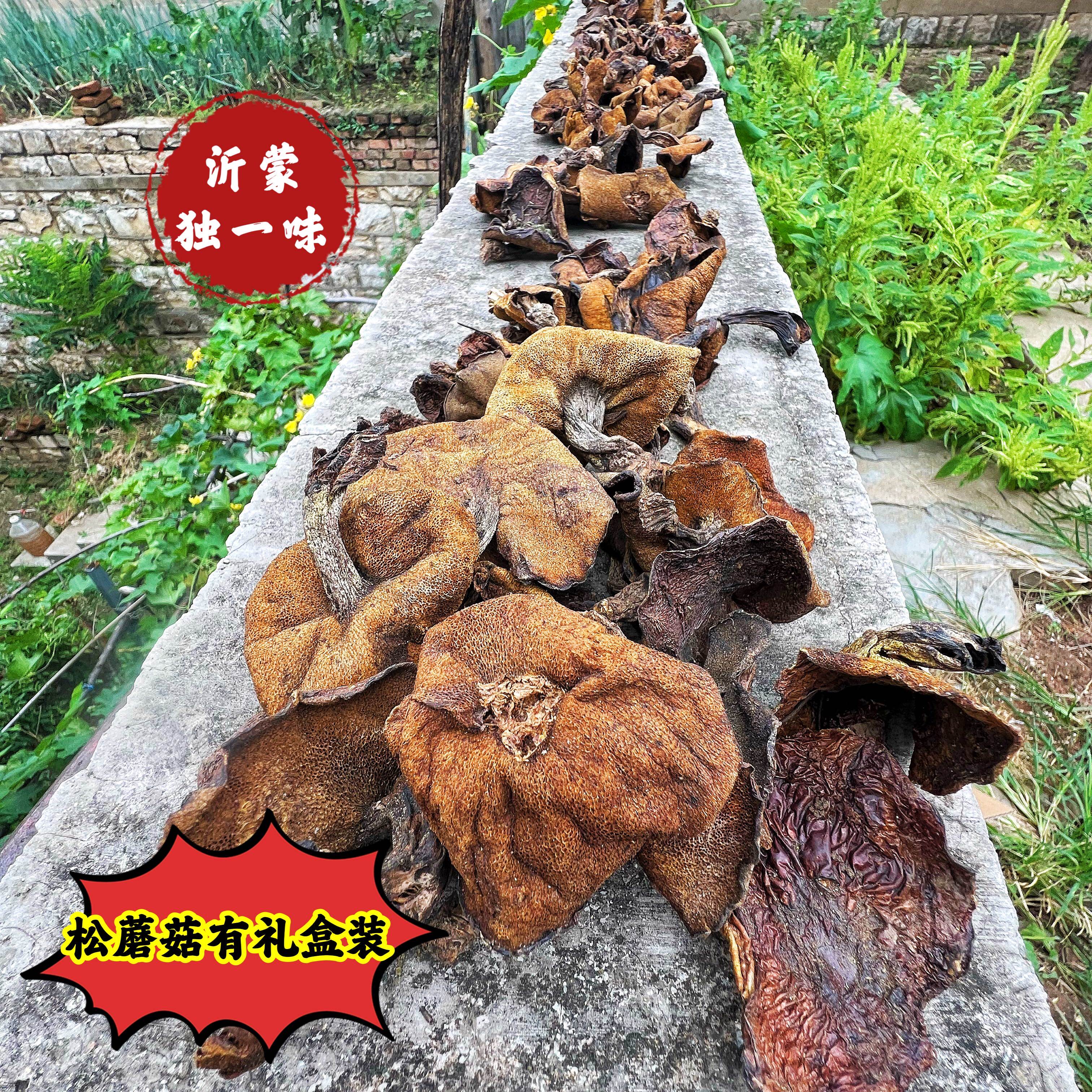 沂蒙山野生松蘑山莪子松菇粘蛾子松蛾菌菇干货炖鸡蘑菇新鲜礼盒装