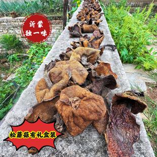 沂蒙山野生松蘑山莪子松菇粘蛾子松蛾菌菇干货炖鸡蘑菇新鲜礼盒装