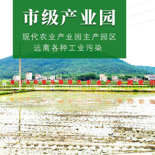 产地直供亲兄弟生鲜海陵珍珠马蹄价小马蹄去皮荸荠椰子鸡500g