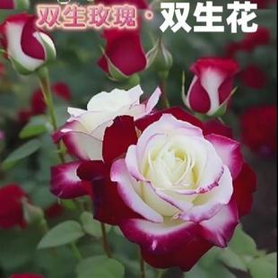 开花月季 果汁阳台双生玫瑰花苗库伊拉老桩四季 绿植室内外蔷薇盆栽