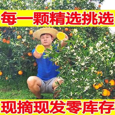 伦晚脐橙秭归当季现摘10斤顺丰包邮橙子新鲜水果超甜大整箱手剥橙