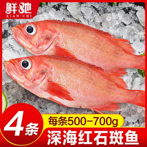 红石斑鱼鲜活冷冻大红鱼多宝鱼深海黄花鱼速冻海鲜水产鲈鱼金鲳鱼