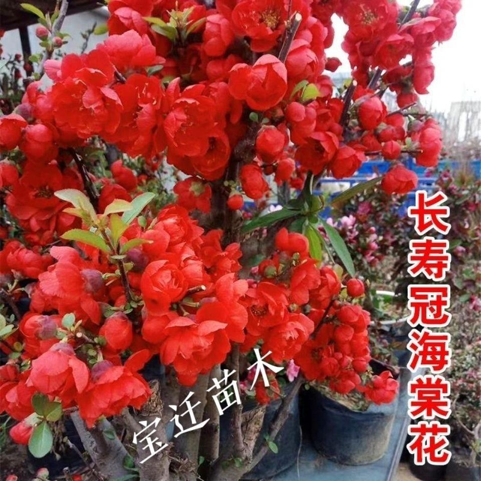 海棠花盆栽地栽带花苞好养易活阳台年宵花四季海棠耐寒庭院