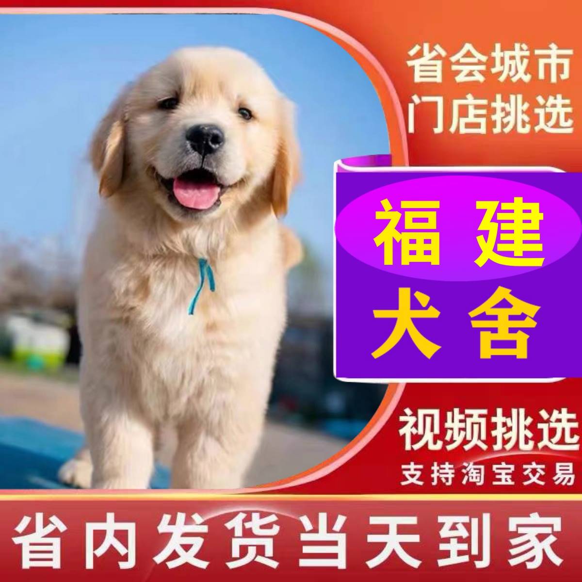 【福建犬舍】金毛幼犬赛级纯种宠物狗活幼体小狗动物活的活物狗狗-封面