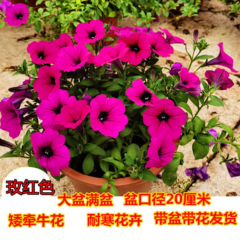 矮牵牛盆栽带花百万小玲花苗垂吊舞春花阳台花卉四季开花室外植物