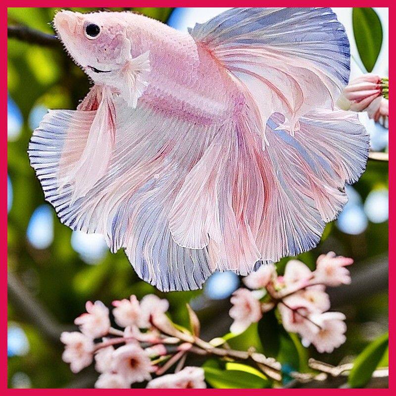 赛级泰国热带观赏鱼斗鱼婚纱半月仙女桌面宠物热带鱼好养纯白耐活