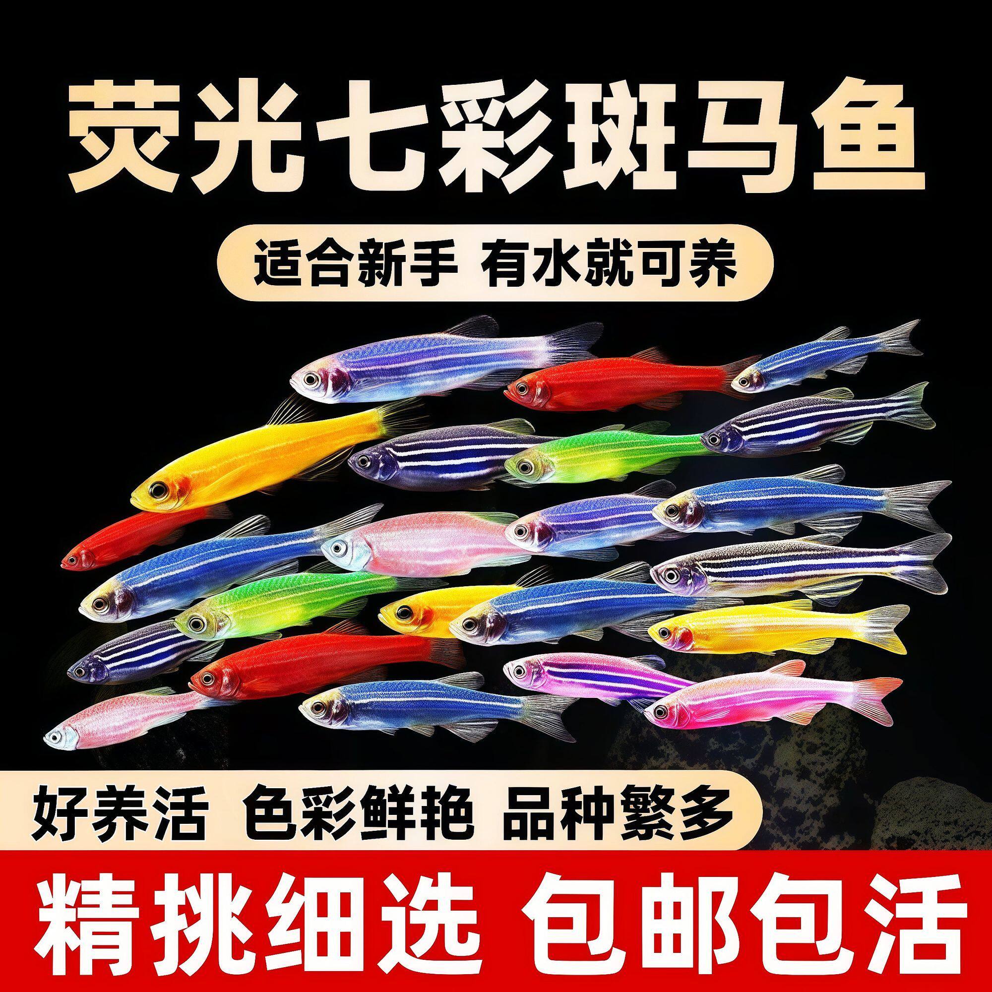 斑马鱼新手彩色热带鱼冷水观赏鱼淡水金鱼好养易活七彩糖果小型鱼