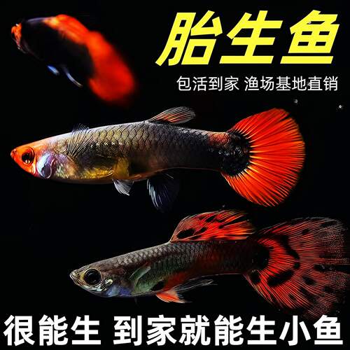 60条孕母孔雀鱼金鱼斑马鱼观赏鱼小型热带鱼活体淡水好养耐活凤尾
