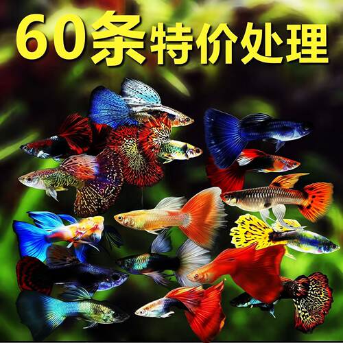 60条孕母孔雀鱼金鱼斑马鱼观赏鱼小型热带鱼活体淡水好养耐活凤尾