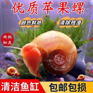 红色苹果螺工具螺观赏螺狗头饲料龟饲料除藻螺清洁鱼缸活的鲜活
