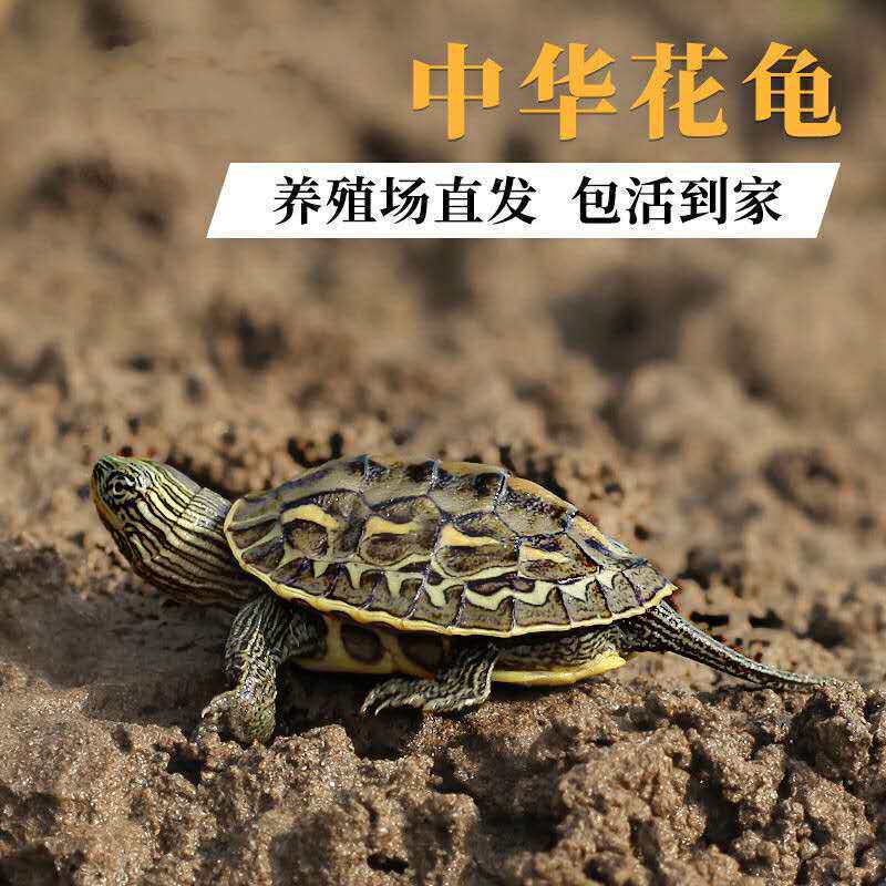 中华花龟苗珍珠龟网红小乌龟活物台湾草龟深水龟稀有宠物龟观赏