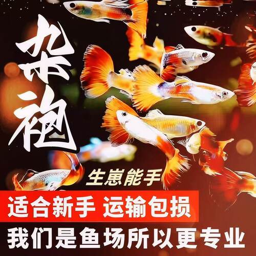 孔雀鱼观赏鱼金鱼热带鱼热带淡水好养耐活小型凤尾孕母鱼苗小鱼