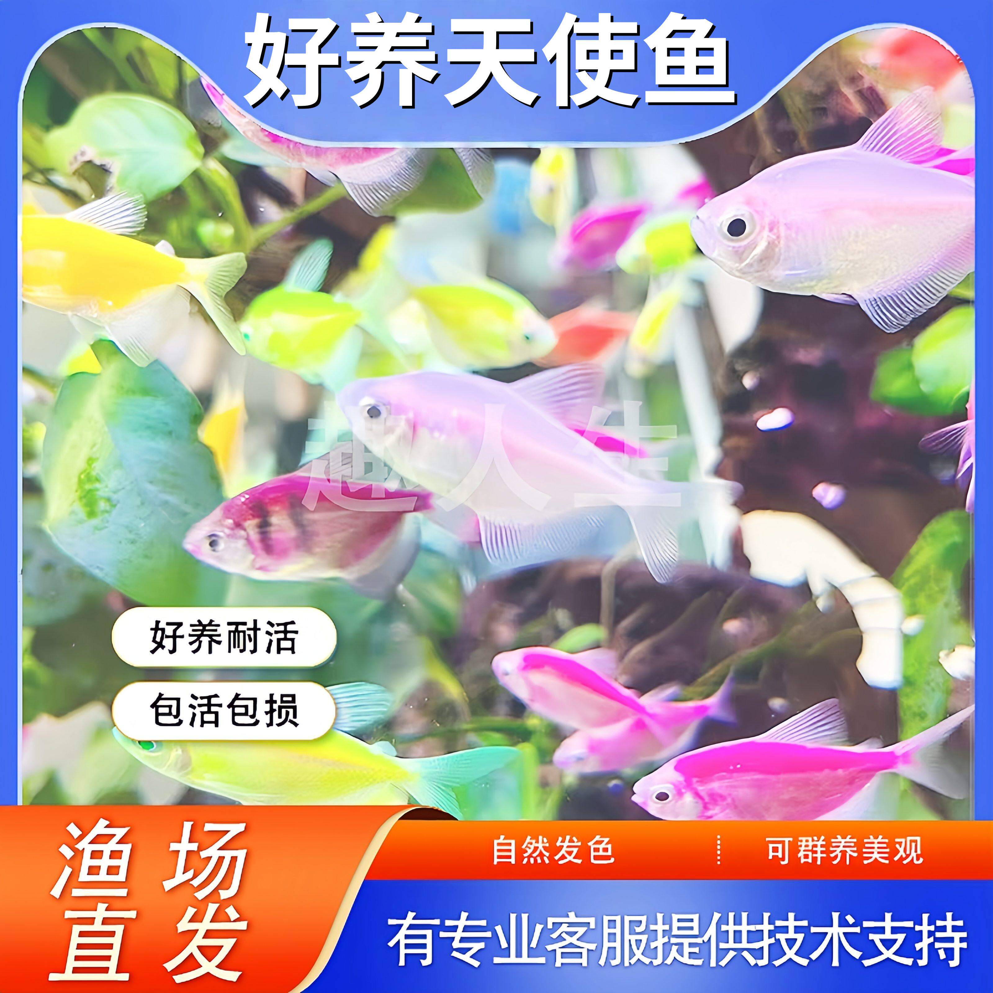 七彩天使观赏鱼斑马小型淡水热带鱼好养耐活糖果天使鱼不褪色包邮