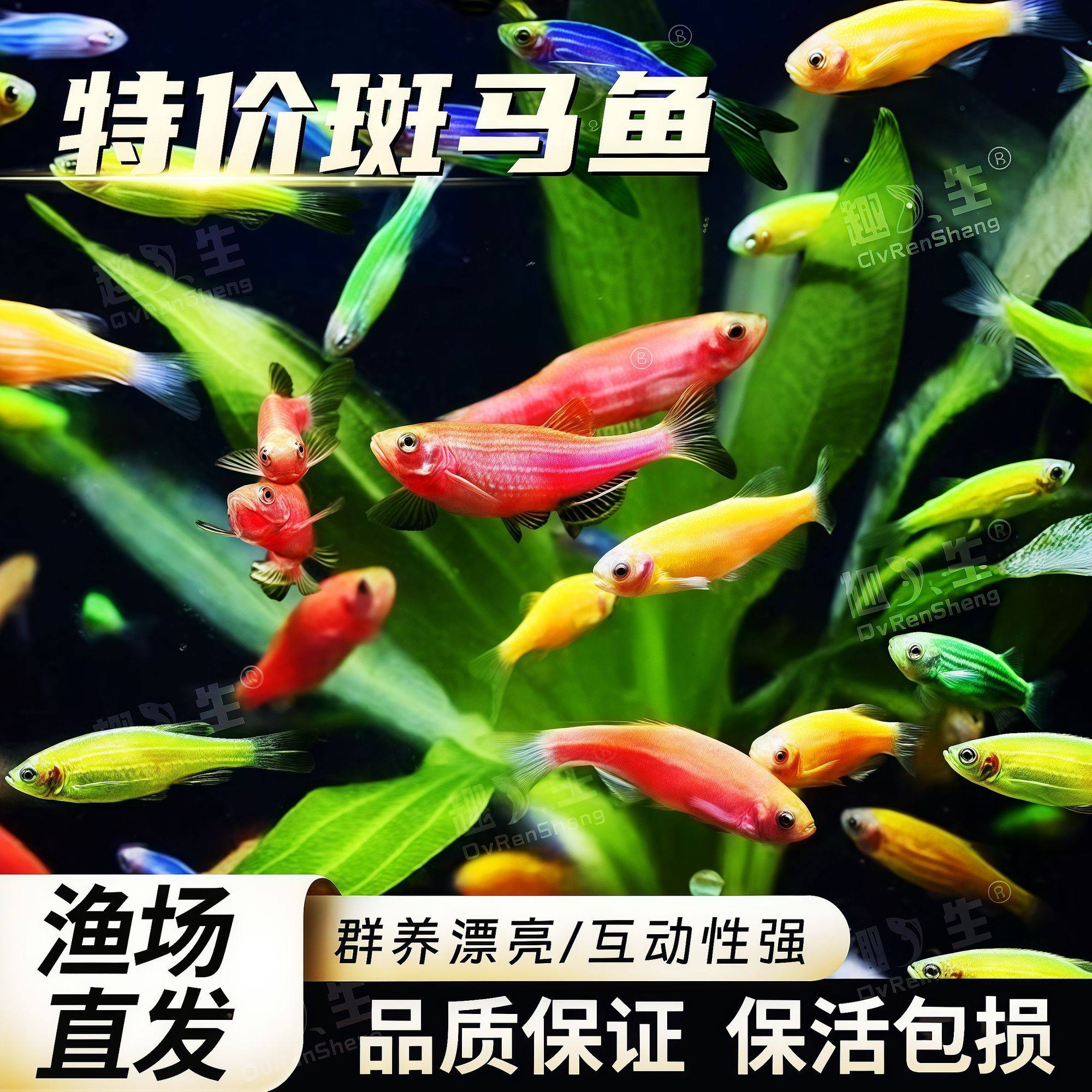 七彩虹斑马热带观赏新手红绿灯淡水糖果斑马好养耐活群游渔场直发,宠物/宠物食品及用品,鱼,淘宝优惠券,粉丝福利购,淘宝优惠卷