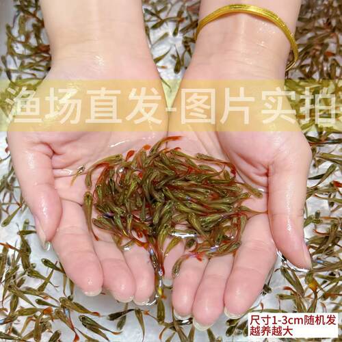 孔雀鱼观赏鱼金鱼热带鱼热带淡水好养耐活小型凤尾孕母鱼苗小鱼