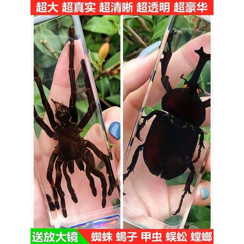 Ks真实树脂昆虫标本真甲虫蜘蛛锹甲天牛蝎子螳螂蜥蜴琥珀标本摆件