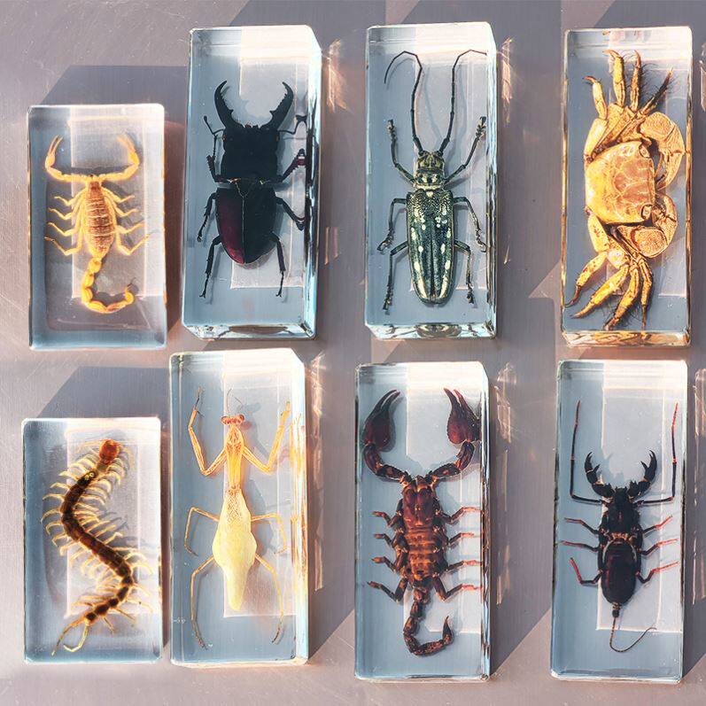 昆虫琥珀真实标本大号立体透明树脂生物教学螳螂蜘蛛蝎子螃蟹蟑螂