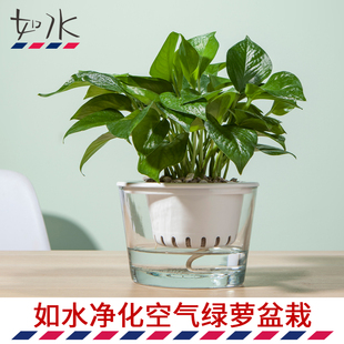 如水盆栽容易养绿萝绿箩植物室内净化空气小绿植办公室办公桌水培