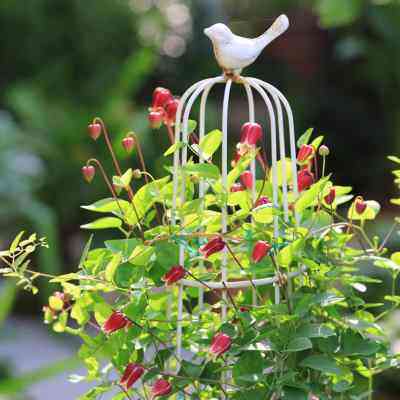 天狼月季 铁线莲2.5升盆栽苗 押切等铃铛铁爬藤庭院阳台植物花卉