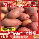 云南农家高山自种新鲜黄心红皮土豆皮薄马铃薯洋芋