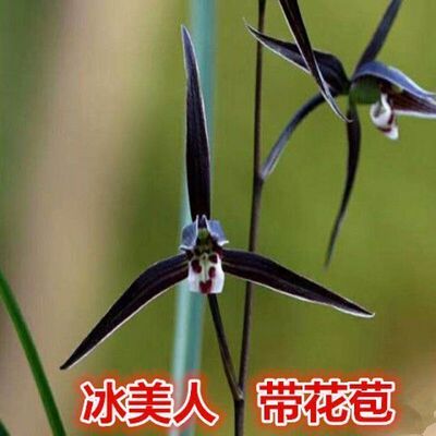 寒兰带花苞浓香型【冰美人】铭品兰花苗盆栽室内外绿植花卉大全