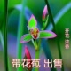 带花苞兰花 莲瓣兰云南带花苞一杆多花开花浓香好养花卉 七彩红
