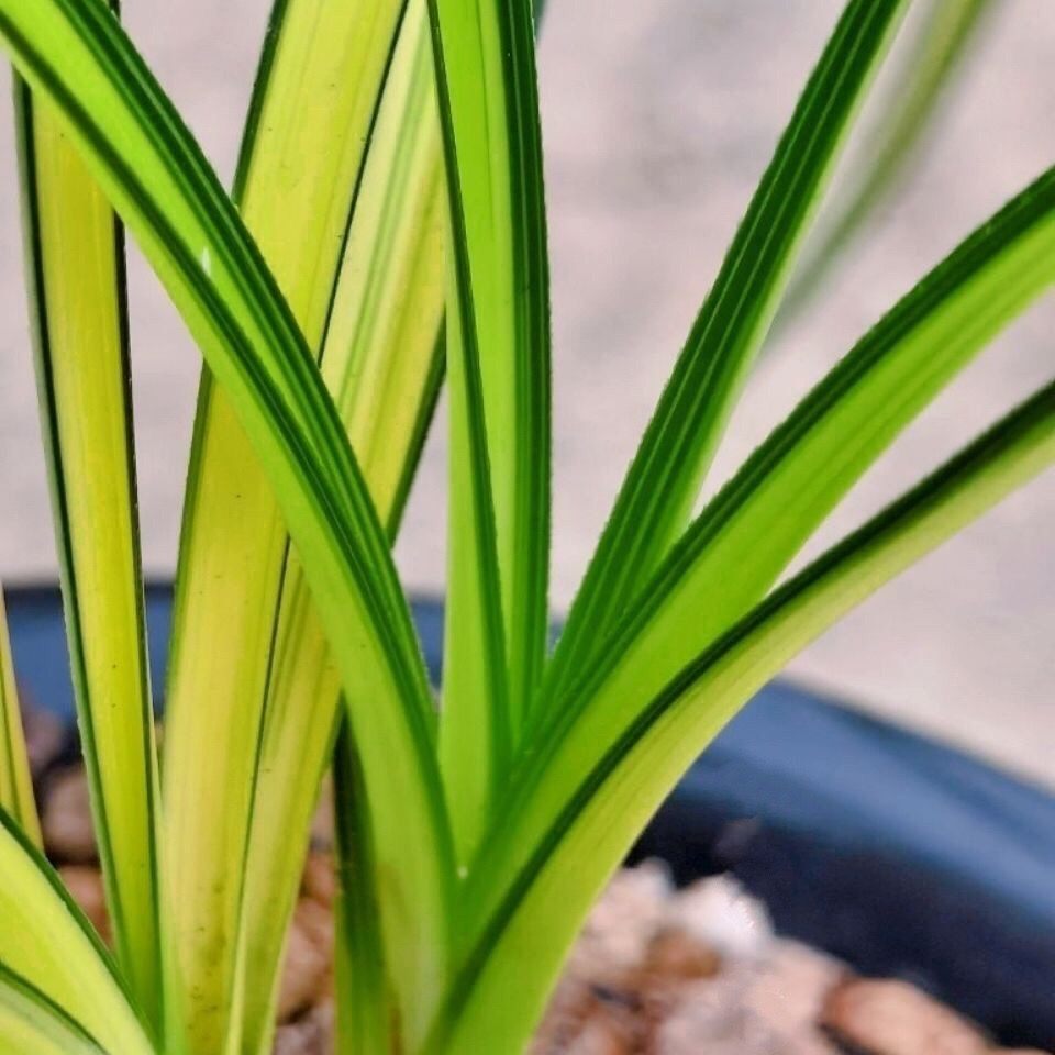 精品名贵兰花苗室内外中透惠兰锯齿细叶【金黄色仙女】兰花苗好养,鲜花速递/花卉仿真/绿植园艺,国兰/杂交兰/洋兰类,淘宝优惠券,粉丝福利购,淘宝优惠卷