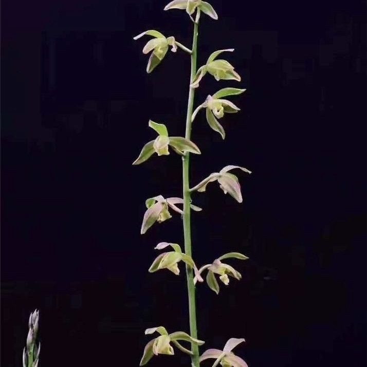 正品带花苞兰花苗蕙兰铭品凤羽