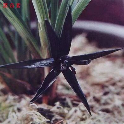 浓香型花苞花苗新品春兰花卉大全