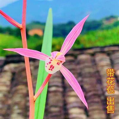 浓香型花苞盆栽名品红艳花苗室内