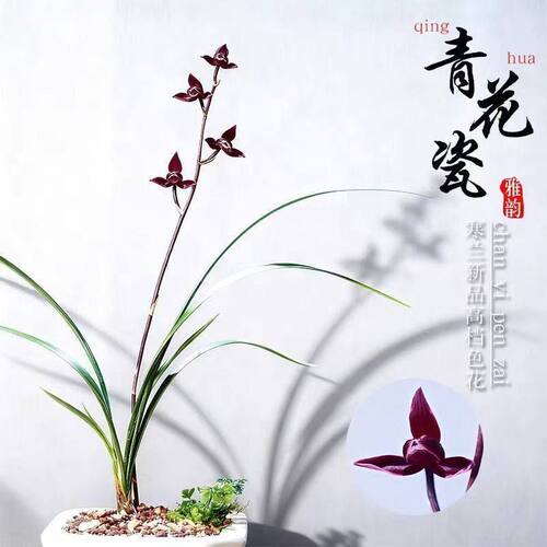 青花瓷浓香型将上兰花新品室内即
