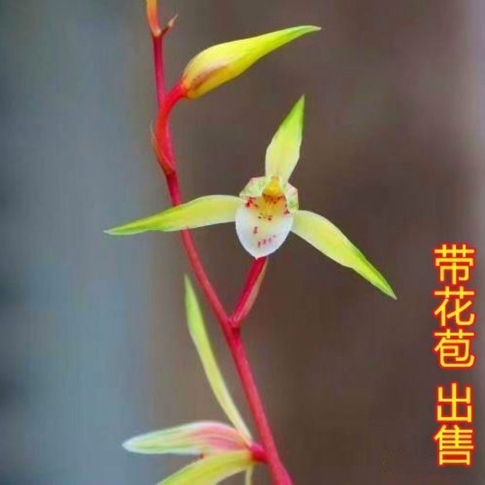 带花苞浓香型兰花大全【紫猫】寒兰室内阳台桌面花卉大全绿植盆栽