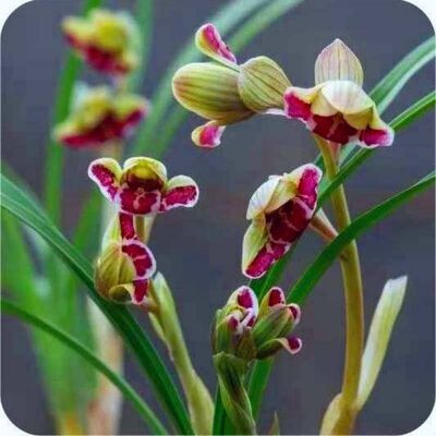 浓香型将上兰花大全云南种苗火焰