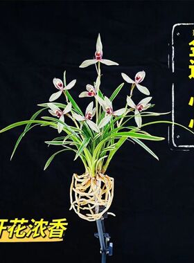 即将上花金边兰花苗【心心】粉红色浓香型室内网红阳台小绿植花卉
