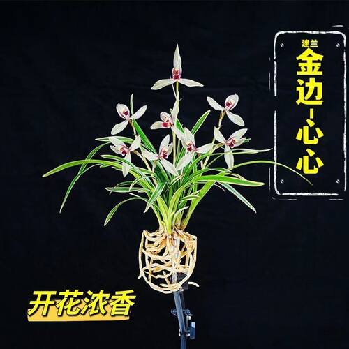 粉红色浓香型将上金边花苗心心即